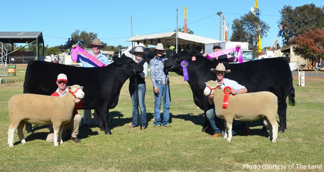 2018 Dubbo Show Supreme Exhibits in Both Cattle and Sheep