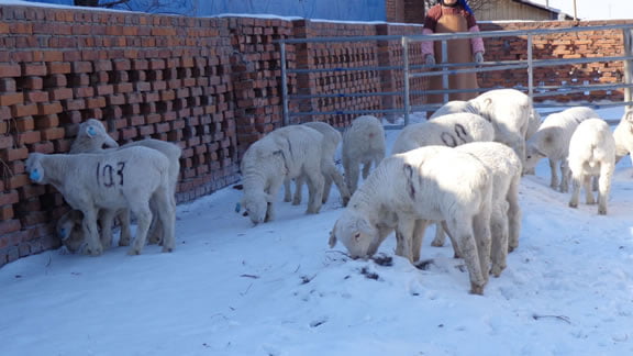Australian White lambs in China from exported embryos.