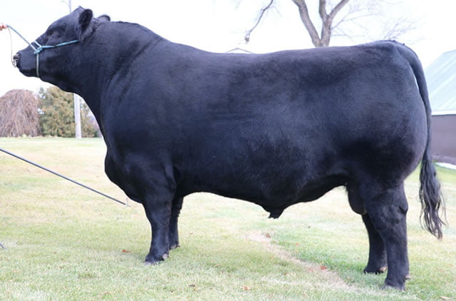 MAF First Impression 4420 – Canadian Show Bull of the Year 2016
